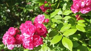 6 сортов мускусных гибридов роз.