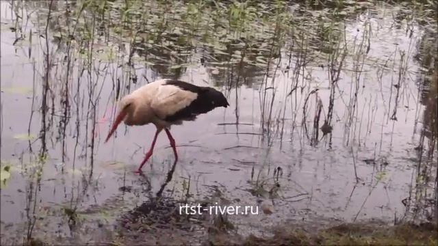 Как питается аист смотреть онлайн