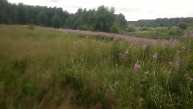 Иван чай - кипрей отличный медонос. 04.07.2021