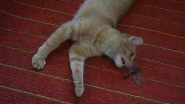 Кот и страшное насекомое. (The Cat and the terrible insect) смотреть онлайн