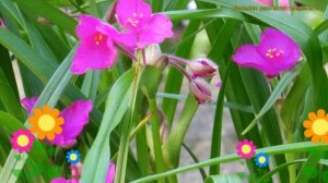 Традесканция андерсона Рубра. Краткий обзор, описание характеристик tradescantia Rubra