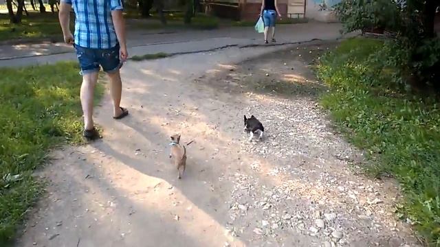 Французский бульдог, 2месяца смотреть онлайн