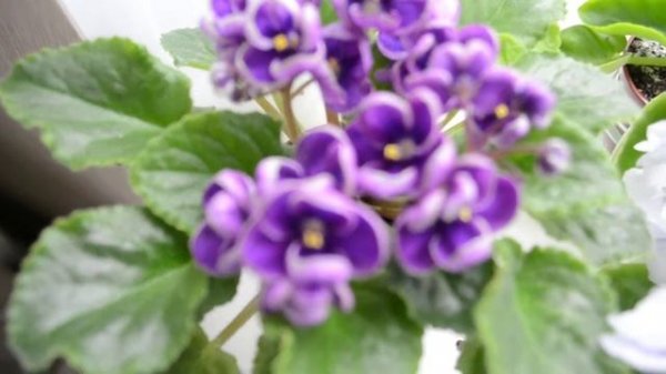 Майские ФИАЛКИ/Сравниваю ПТ-Юная Пастушка и Playful Spectrum/Ахименес Petite Fadette