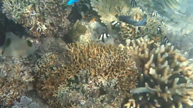 Snorkelling In Flores, Indonesia - 2014 смотреть онлайн