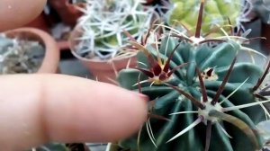 Ферокактусы в моей коллекции. Ferocactus??