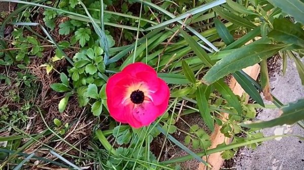 Success With Ranunculus Picotee Mix