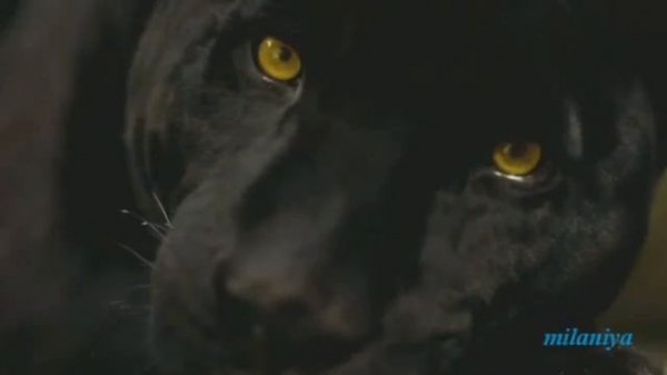 Мавританка