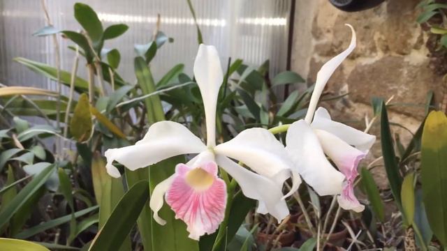 Cattleya purpurata f carnea смотреть онлайн