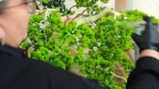 как сделать искусственное дерево бонсай своими руками? смотреть онлайн