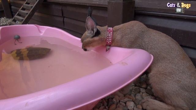 УДИВИТЕЛЬНЫЙ МИР КОШЕК - КАРАКАЛ ДОМАШНИЙ / CARACAL FOR HOME