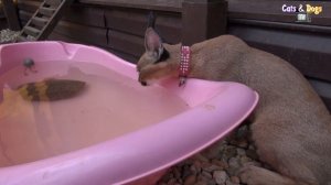 УДИВИТЕЛЬНЫЙ МИР КОШЕК - КАРАКАЛ ДОМАШНИЙ / CARACAL FOR HOME