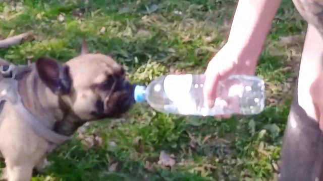 Прогулка... смотреть онлайн