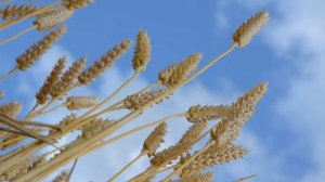 ФУТАЖ  Колосья