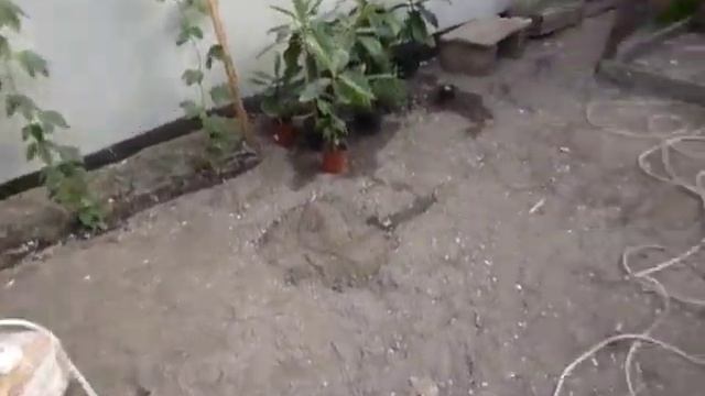 Экстрим .Папайя в +7 с плодами. смотреть онлайн