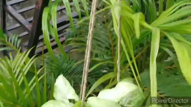 Syngonium/Arrow Head Plant Total Care And Propagation#সিঙ্গোনিয়াম/ আ্যরোহেড গাছের সম্পূর্ণ পরিচর্য