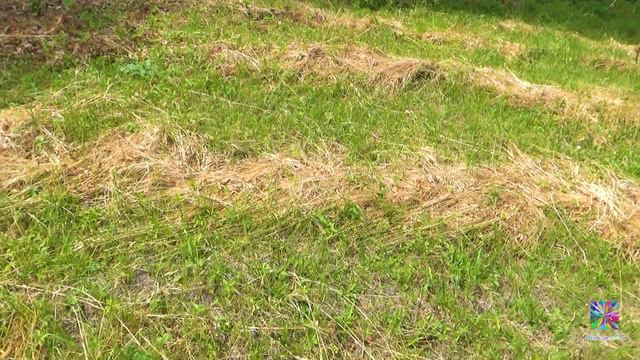 ЛЕТО! Собрала лекарственные травы для чая! смотреть онлайн