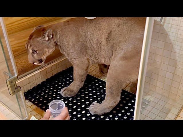 Пума Месси обречённо идёт сдавать анализы. Как легко взять анализы мочи у кота смотреть онлайн