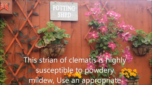 Clematis Remembrance In Bloom, Care And Information