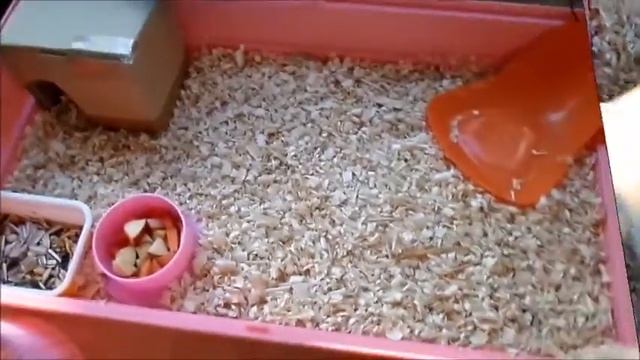 32/ Смешной хомяк. Уборка клетки хомяка. смотреть онлайн