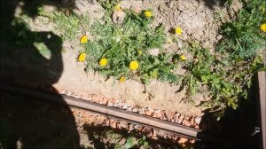 Как обустроить, укрепить канаву на даче