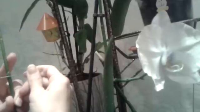 ორქიდეაზე ციტოკინოვაია პასტის წასმა смотреть онлайн