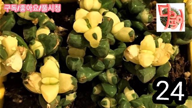 유럽다육속 이름을 찾으세요. смотреть онлайн