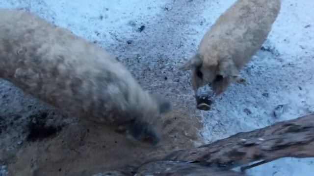 Вес поросят в 2 месяца. ВЕНГЕРСКАЯ МАНГАЛИЦА смотреть онлайн