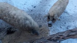 Вес поросят в 2 месяца. ВЕНГЕРСКАЯ МАНГАЛИЦА