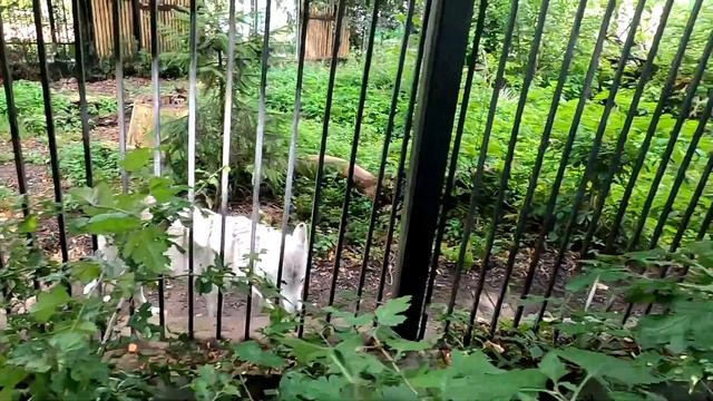 Калининградский Зоопарк Рысь Волки Бизон Лама смотреть онлайн