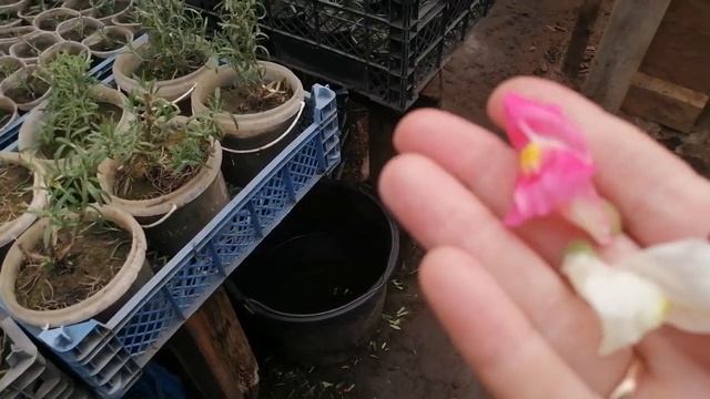 Львиный зев ампельный из семян и вегетативный?? Земля и небо. смотреть онлайн