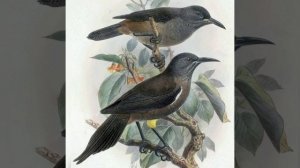 брачное пение вымершей птицы Чешуегорлого мохо