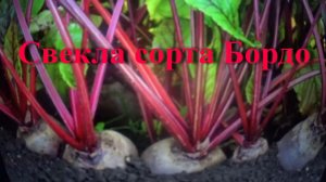 Свекла сорта Бордо