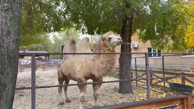 Воронежский зоопарк смотреть онлайн