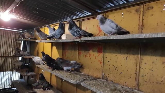 МРАМОРНЫЕ ГОЛУБИ!Nicholas Pigeons смотреть онлайн