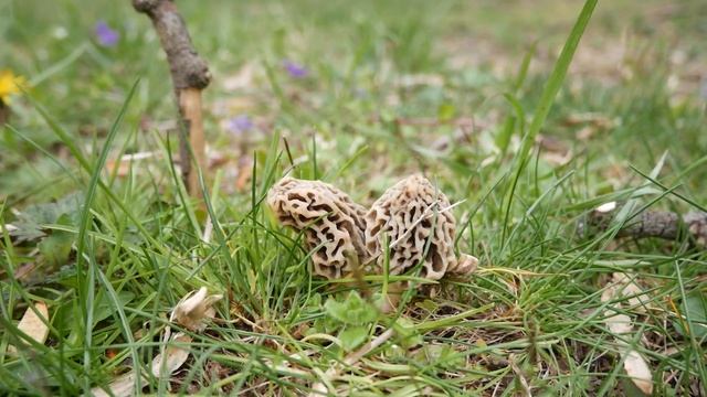Tips for Finding Morel Mushrooms смотреть онлайн
