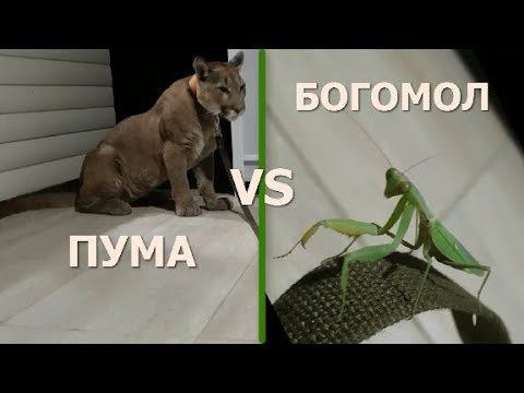 Месси против Богомола. Messi Vs Mantis.