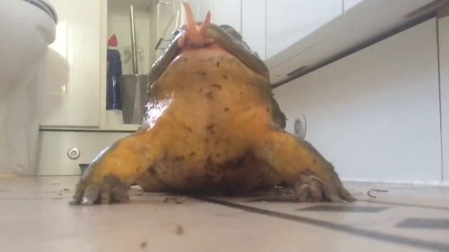 African Bullfrog Vs. Pacman Frog Feeding