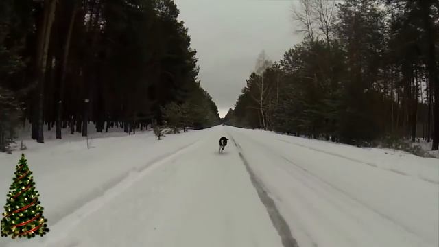 Мои собаки, кто они? / Собаки канала конура