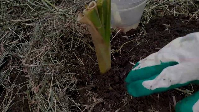 ЛИЛЕЙНИК НАРАСТИЛ КОРНИ за 3-4 ДНЯ,после ЭТОГО...часть2 смотреть онлайн