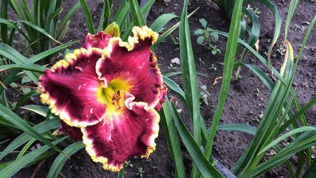 Лилейник MERLOT смотреть онлайн