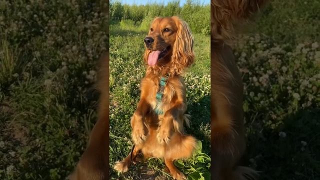 Зайка?? #английскийкокерспаниель #кокерспаниель #спаниель #cockerspaniel #spaniel смотреть онлайн
