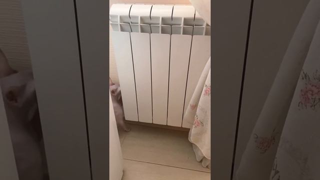 Шок 🤪Сфинкс это обезьяна🐒 😁😁😁 5 месяцев нашему Арсика, а он уже такой спортсмен))) смотреть онлайн