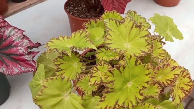 Мои бегонии! смотреть онлайн