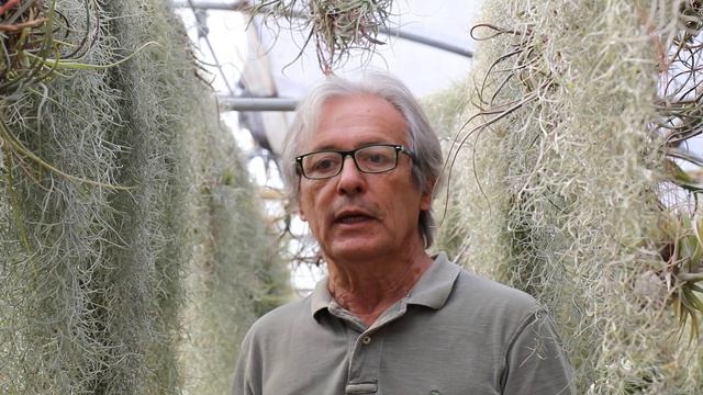 Le Figlie del Vento: tillandsia usneoides смотреть онлайн