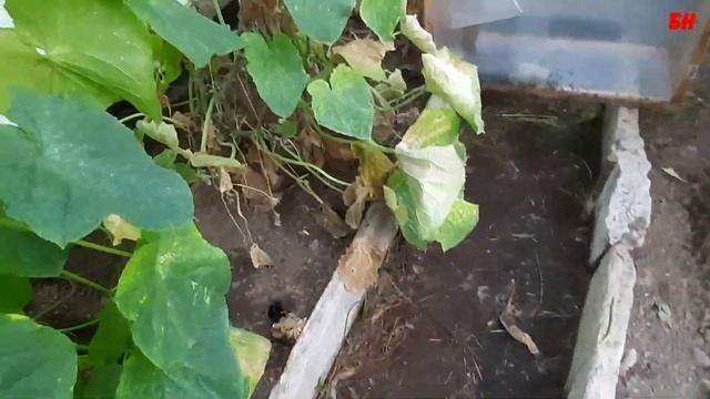 арахис в парнике первый блин комом смотреть онлайн