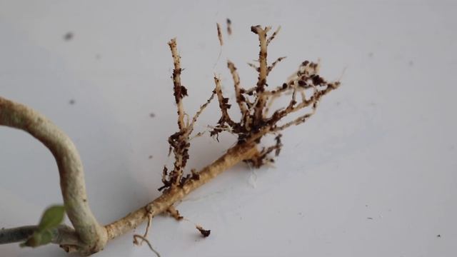 Let's rescue HOYA SP. FROM NONG NOOCH IML 1541 with semi-hydro! смотреть онлайн