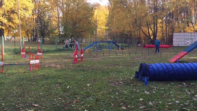 11/10/2014, Аджилити, Рублевка, А1, Ира и Амбра - 2 трасса смотреть онлайн