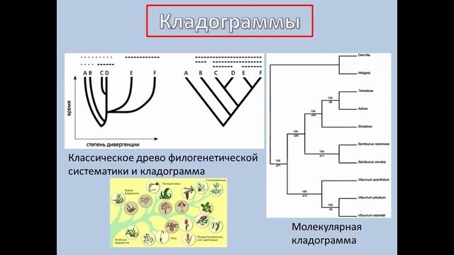 Филогения растений и ее отражение в систематике смотреть онлайн