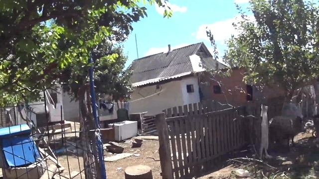 Алыча на даче.Баран кинулся на меня. смотреть онлайн