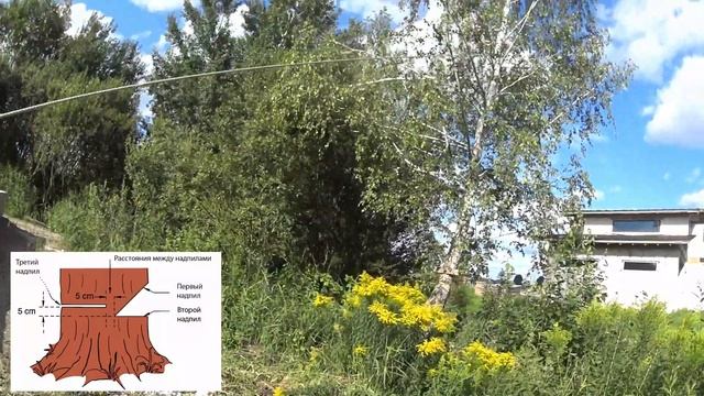 Как спилить дерево в нужном направлении. Как спилить дерево самому. смотреть онлайн